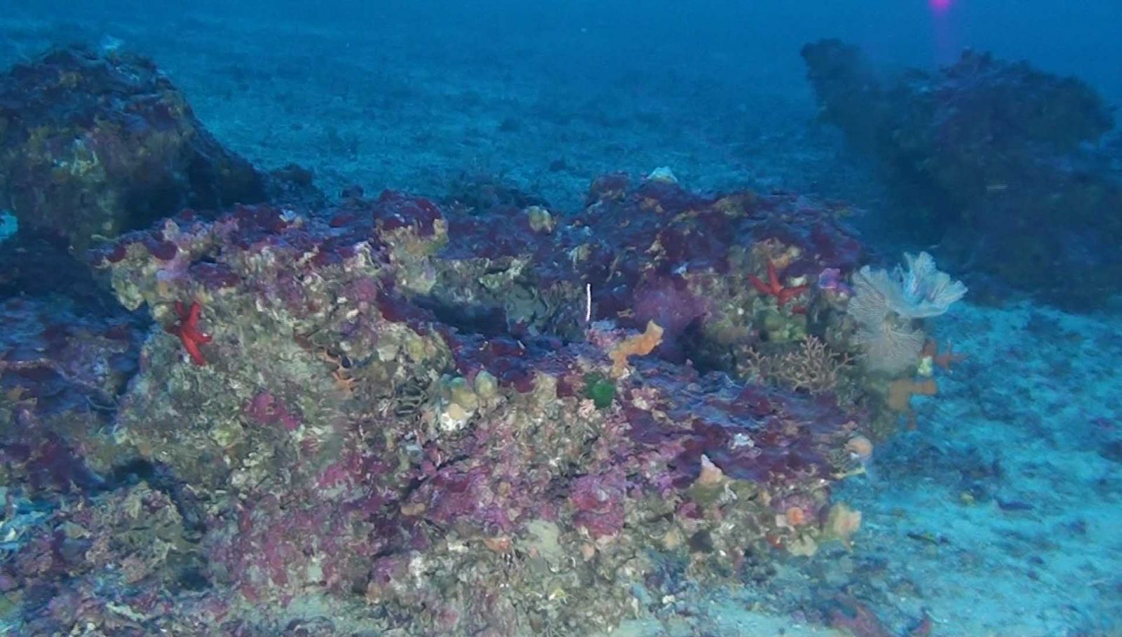 un tipico aspetto di un fondo coralligeno del Mediterraneo