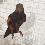 Esemplare della collezione di uccelli