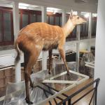 Un giovane esemplare di Sitatunga