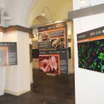 Alcuni pannelli della mostra