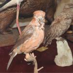 Reperti del Museo di Biologia animale