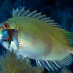 Pesce Coniglio (Siganus luridus), specie aliena lessepsiana sempre più comune nei mari siciliani - foto di Santo Tirnetta