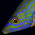 Tordo Fischietto (Labrus mixtus), esemplare maschio - foto di Santo Tirnetta