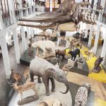 Museo di Zoologia, veduta dall’alto