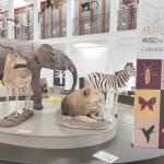 Museo di Zoologia, angolo della savana