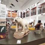 Museo di Zoologia, corridoio degli orsi