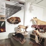 Museo di Zoologia, angolo dei carnivori