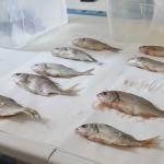 sezione di Biologia animale in via Androne