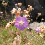 Dianthus rupicola