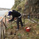 interventi di piantumazione sull’Isola Lachea