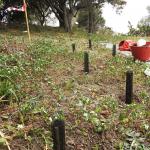 interventi di piantumazione sull’Isola Lachea