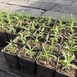 piccole piante di Dianthus rupicola (riprodotte da germoplasma locale, Timpa di Acireale) 