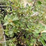 piante di Rhamnus alaternus 