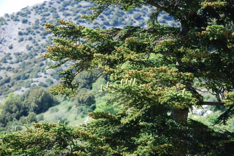 Abies nebrodensis_Madonie 