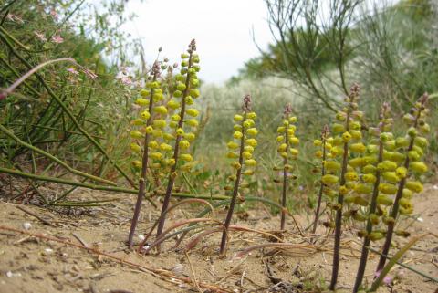 Leopoldia gussonei_Poggio Arena (Gela)