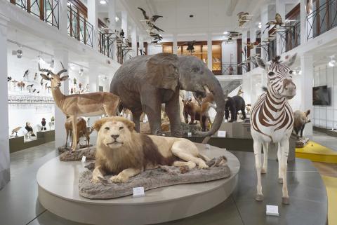 L'Elefante Africano nella Savana