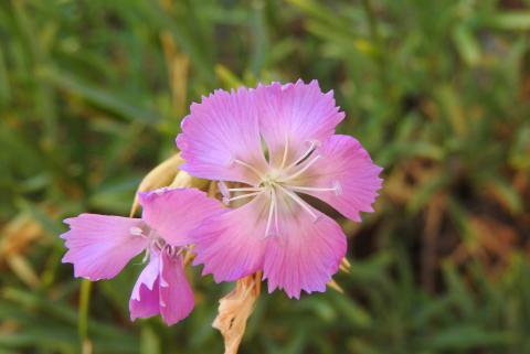 Dianthus rupicola