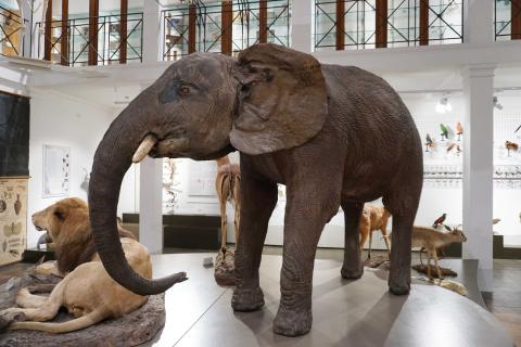 Museo di Zoologia, l’elefante Africano