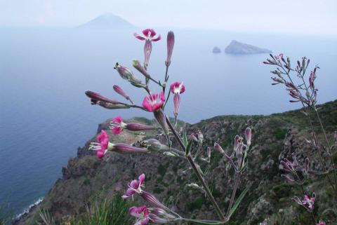 Silene hicesiae Brullo & Signor.