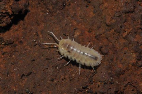 Armadillium Lagrecai