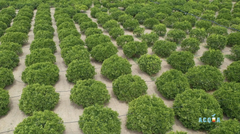 Agrumeti fotografati col drone