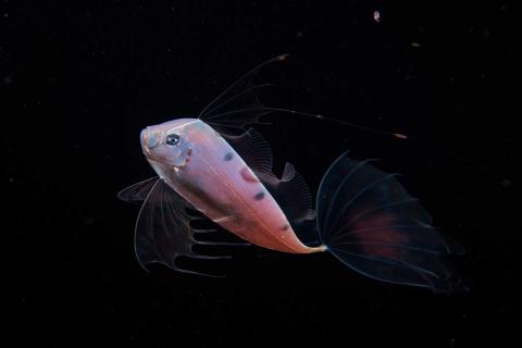 Un giovanile di Trachipterus trachypterus 