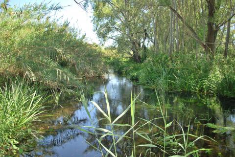 Uno scorcio della Riserva naturale orientata Fiume Fiumefreddo