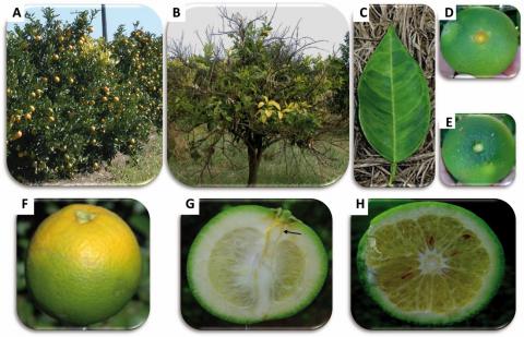 sintomi di Hlb nella pianta
