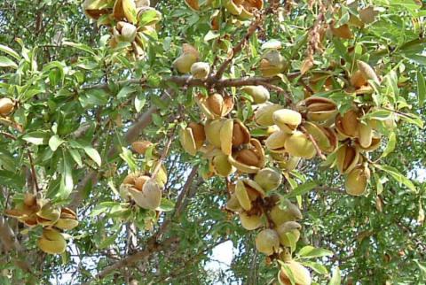 Mandorlo. Foto di Simonetta Ferrero