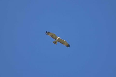 L'esemplare di Biancone avvistato nei cieli della riserva Grotta Palombara