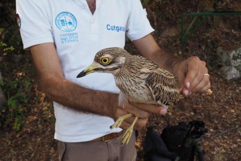 L'esemplare di occhione liberato nell'area protetta Grotta Monello