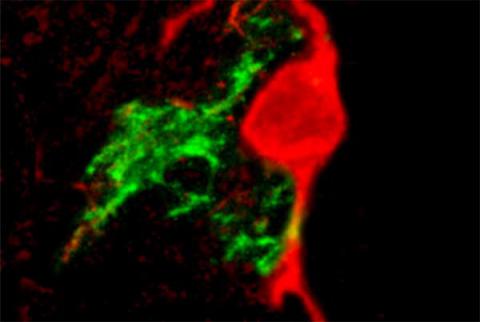 Un neurone dopaminergico (rosso) dialoga con una cellula staminale neurale (verde)